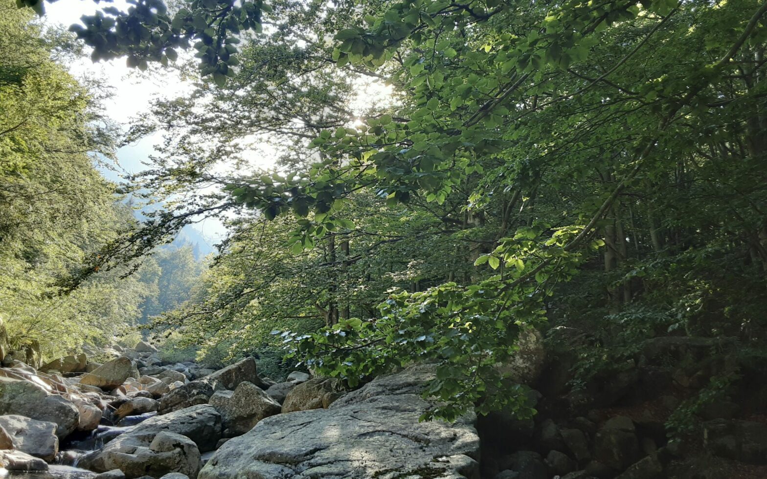 L’ora del cinghiale